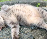 トトロみたいな猫さんが立派なお腹を見せつけながらナデナデを要求してきた！ ナデナデしてあげると可愛すぎる反応が♡