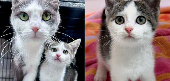 保護された猫の親子