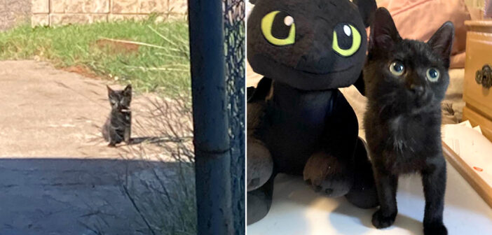 路上での生活に別れを告げることを決心した子猫。家の中に連れて行ってもらえるまで、私道に座り続けることを決意する
