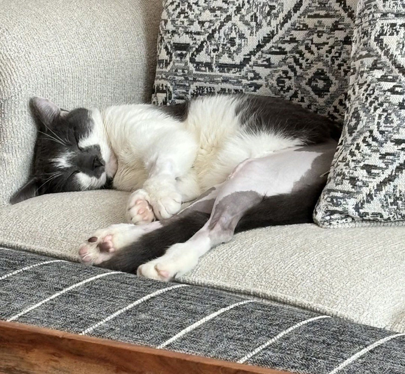くつろぐ猫