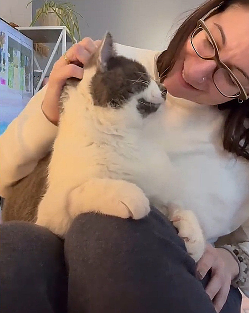 膝の上に乗る猫