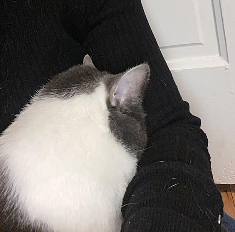 腕の中に顔をうずめる猫
