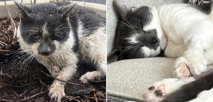 路上の植木鉢の中で、濡れた体で寒さに震えていた猫。2ヶ月後に人生が一変し、幸せに満ちた毎日を歩み始める