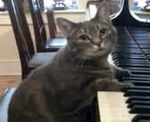 音楽教室で育ち、いつの間にかピアノが大好きになった猫さん。ピアノを夢中で弾き続ける様子がとっても可愛い♡