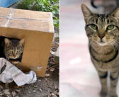 何日も庭のポーチの下につながれていた猫。人間が信じられなくなっていた猫は、優しい人達の愛情で大きく変わる