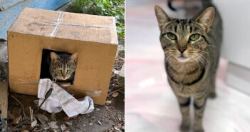 庭に鎖で繋がれて異t猫