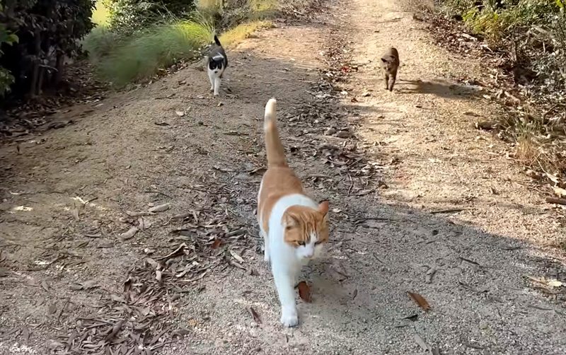 猫達と一緒に散歩