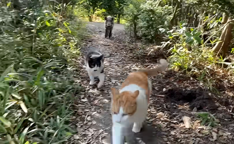 猫達との散歩にイノシシが混じってた