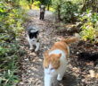 猫達との散歩にイノシシが混じってた