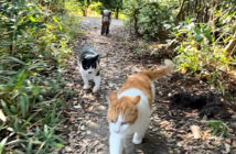 猫達との散歩にイノシシが混じってた