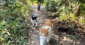 猫達と散歩していたら、いつの間にかイノシシが混じってた！ 仲間になりたそうにモジモジしている様子が妙に可愛かった♪