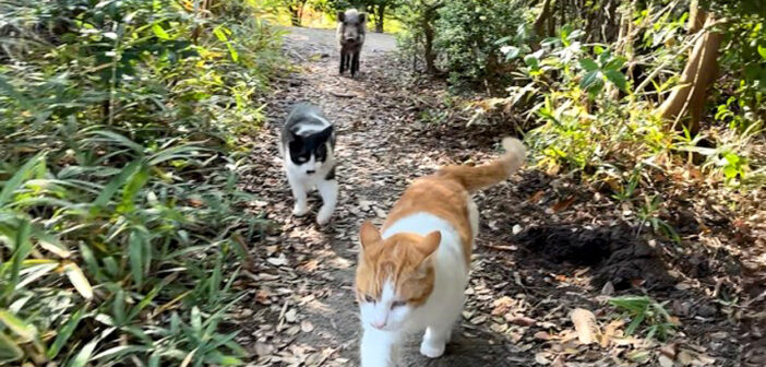 猫達と散歩していたら、いつの間にかイノシシが混じってた！ 仲間になりたそうにモジモジしている様子が妙に可愛かった♪