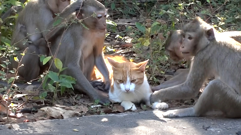 サル達と友達になった猫