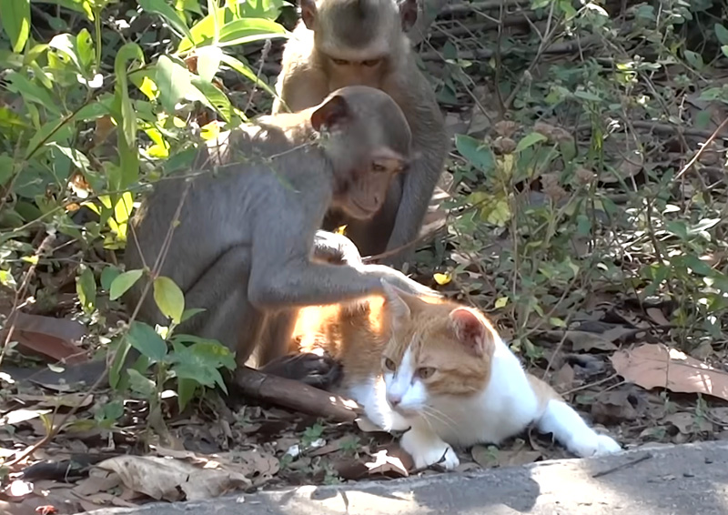 サルに毛づくろいしてもらう猫