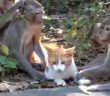 サル達と友達になった猫