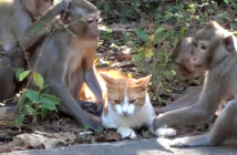サル達と友達になった猫