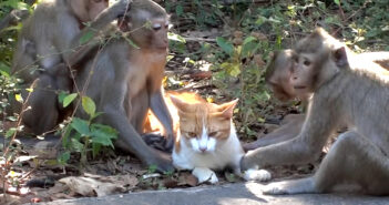 サル達と友達になった猫