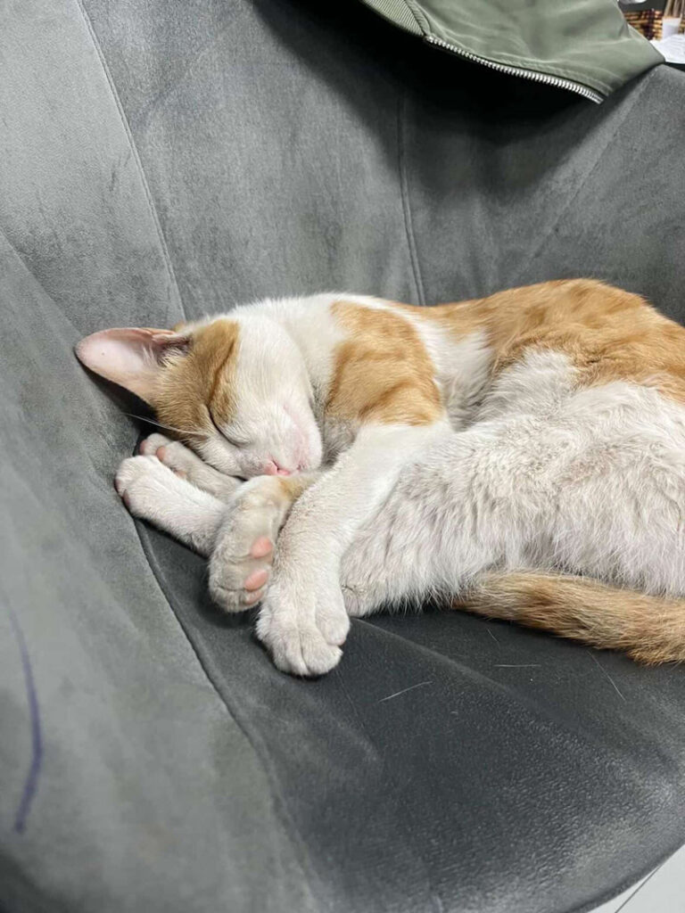 丸くなる猫