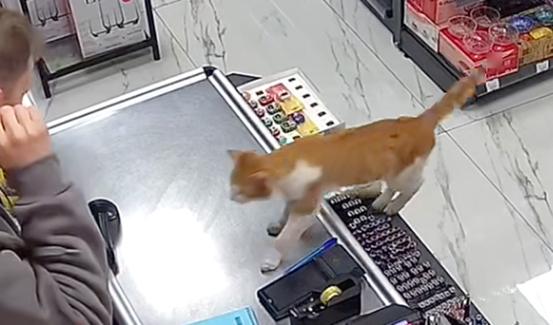 カウンターに飛び乗る猫