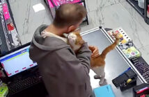 店主にハグをする猫