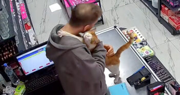 店主にハグをする猫