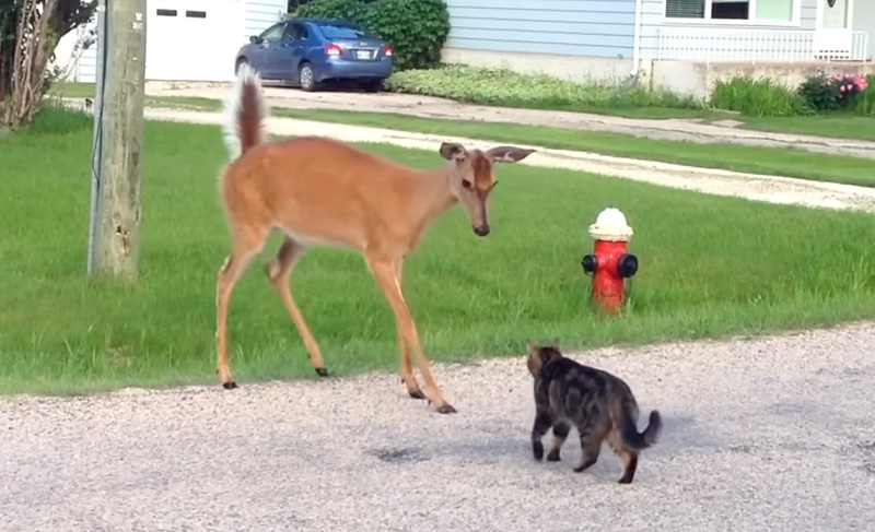 シカとバッタリ遭遇した猫