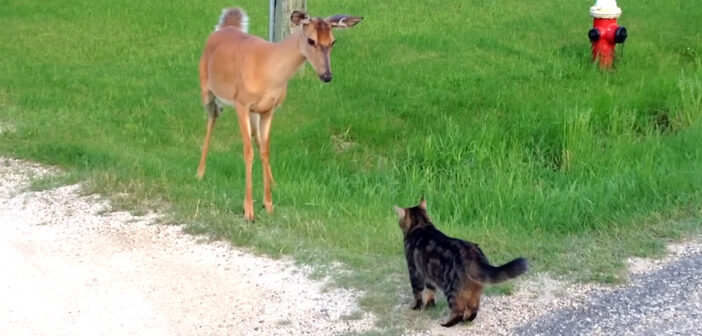 シカとバッタリ遭遇した猫