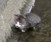 「誰か助けて！」用水路に落ちた子猫を助け出し、母猫の元に返した男性。4ヶ月後の嬉しい再会に心がホッと温まる