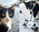 近所に引っ越してきた男性に優しくしてもらった野良猫。ある日再び姿を現して、可愛いサプライズを届けてくれた (*´ｪ｀*)