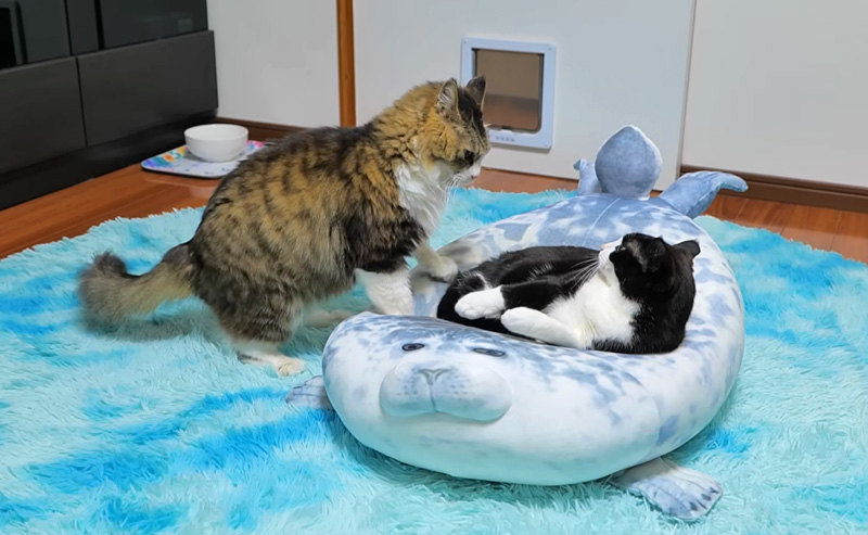  立ち退き交渉するボス猫