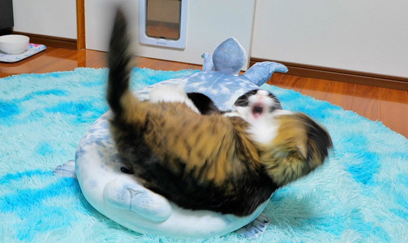 猫の武力行使が激しい
