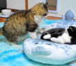 立ち退き交渉するボス猫