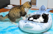 立ち退き交渉するボス猫