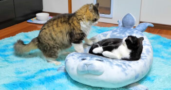 立ち退き交渉するボス猫