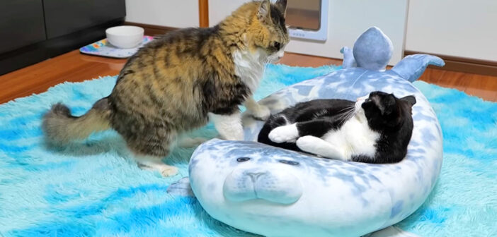 立ち退き交渉するボス猫
