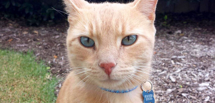 ジョギング中に迷子の猫とバッタリ遭遇！ 首輪のタグに書かれたメッセージに思わずビックリ！