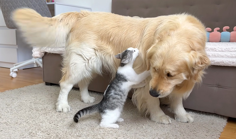 子猫に絡まれたレトリバー