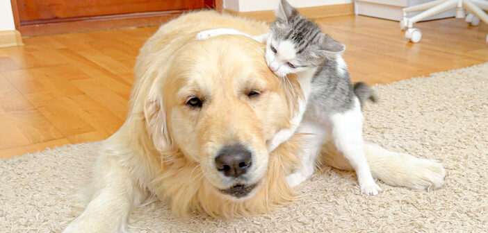 レトリバーがとびきり厄介な子猫に絡まれた！ 静かにくつろぎたかったレトリバーが見せた反応が妙に可愛かった♡