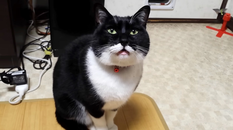ねぇねぇと呼びかける猫