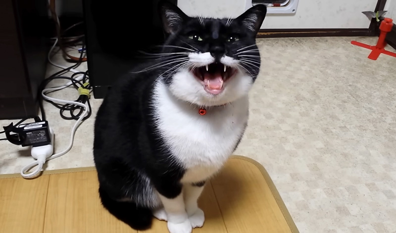 ねぇってばと怒る猫