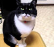 訴えかけてくる猫