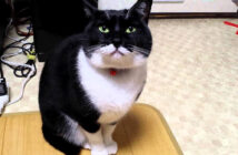 訴えかけてくる猫