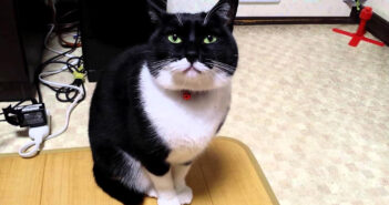 訴えかけてくる猫