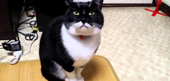 訴えかけてくる猫
