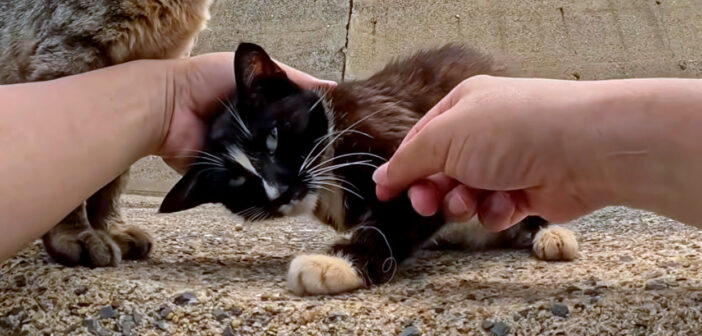 釣り針が刺さった母猫を助けたら、可愛い子猫達に会わせてくれた。幸せそうな親子の姿に思わず心がホッとする (*´ｪ｀*)