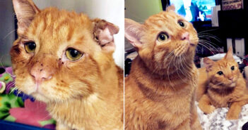 ボロボロの状態で保護された猫