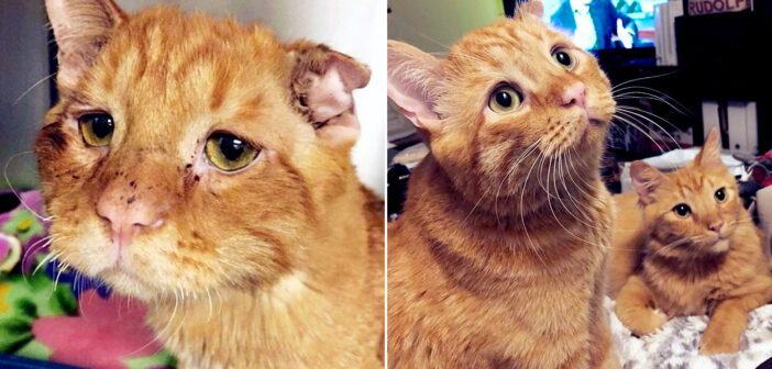 ボロボロの状態で保護された猫