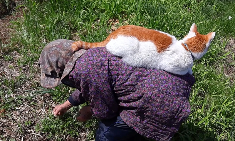 おばあちゃんの背中に乗る猫