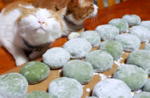 たくさんの草餅と猫