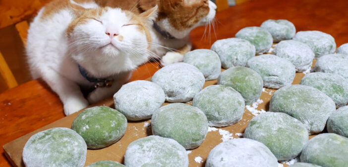 たくさんの草餅と猫